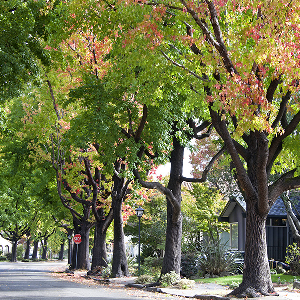 Tall Liquid ambar, commonly called sweetgum tree, or American Sw