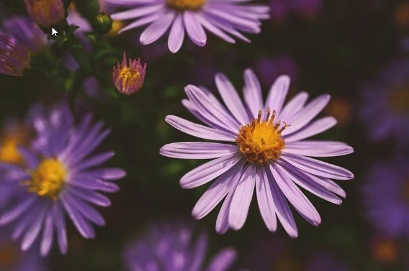 Purple aster flowers with yellow center