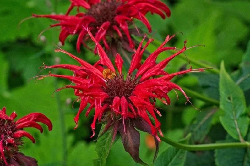 Red bee balm flowers