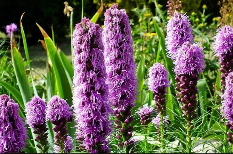 Vertical purple Blazing Star flowers