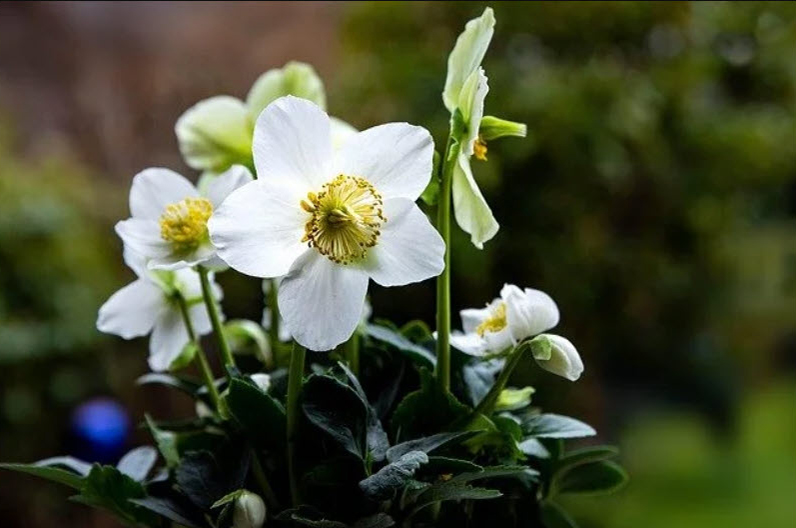 White hellebore flowers